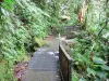 Carbet waterfalls - Walking tour through the rainforest leading to waterfalls