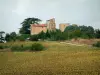 Castillo de Magrin - País de Cucaña: campo de girasoles, los árboles y las casas del Museo del Castillo de pastel