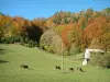 Chablais - Alpine pasture (high meadow) with Abundance cows, hut and trees of a forest in autumn in Haut-Chablais