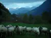 Chablais - Sheeps in a meadow, trees, hills, mountains and a cloudy sky