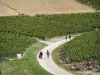 Chablis - Viñedo de Chablis: camino bordeado de campos de vides