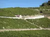 Chablis - Viñedo Chablis: cabaña en medio de las vides