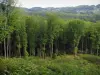 Chabrières forest