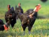 Challans poultry - Gastronomy, holidays & weekends guide in the Vendée