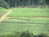 Champagne wijngaarden - Champagne wijngaarden: wijngaarden gebied omgeven door bomen