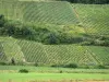 Champagne wijngaarden - Champagne wijngaarden: een uitzicht over de wijngaarden