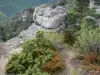 Chaos van Montpellier-le-Vieux - Dolomiet rotsen omgeven door vegetatie