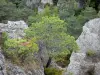 Chaos van Montpellier-le-Vieux - Dolomiet rotsen omgeven door bomen