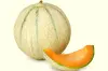 Charentais melon - Gastronomy, holidays & weekends guide in New-Aquitaine