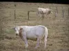 Charolaise cow - Charolais cows (white cows) in a meadow