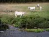 Charolaise cow - Charolais cows (white cows) on the edge of a river