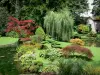 Château de Courances - Plants of the Japanese garden