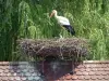 Cigüeñas - Cigüeña en el nido y Cigogneau