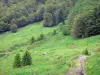 Cirque of Le Falgoux - Parc Naturel Régional des Volcans d'Auvergne: stroll along the edge of the forest