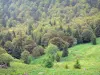 Cirque of Le Falgoux - Auvergne Volcanoes Regional Nature Park: forest landscape