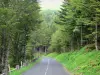 Cirque of Le Falgoux - Parc Naturel Régional des Volcans d'Auvergne: road crossing the forest