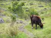 Cirque de Mafate - Vaca junto a un rastro