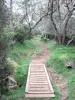 Cirque de Mafate - Camino a través de los tamarinos forestales