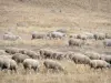 Col de Sarenne pass road - Oisans: herd of sheep