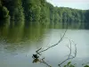 Commelles lakes - Fishpond with a water bird and branches in water, trees of the forest