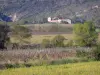 Corbières - Las parcelas de vides Corbières en una zona verde