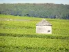 Côte de Beaune vineyards