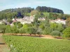 Côte de Beaune vineyards - View of the wine-growing village of Pernand-Vergelesses, with its church steeple, its houses, its vines and its trees