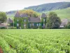 Côte de Beaune vineyards - Château de la Commaraine and vineyards of Pommard