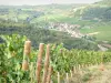 Côte de Beaune vineyards - Panorama from a field of vines overlooking the village of Saint-Aubin
