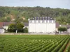 Côte de Beaune vineyards - Wine-growing village of Chassagne-Montrachet and Château de la Maltroye, between vineyards and woods