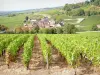 Côte de Beaune vineyards - Houses of Santenay-le-Haut surrounded by vineyards