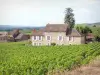 Côte de Beaune vineyards - Houses of Santenay-le-Haut surrounded by vineyards