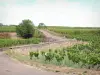 Côte de Beaune vineyards - Small road crossing the Pommard vineyard