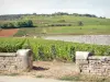 Côte de Beaune vineyards - Vineyards of the Pommard vineyard