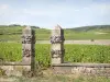 Côte de Beaune vineyards - Pommard vineyard