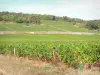 Côte de Beaune vineyards - Vineyards of Savigny-lès-Beaune