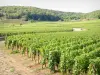 Côte de Beaune vineyards - Vineyards of Savigny-lès-Beaune