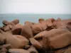 Côte de granit rose - Les Rochers de Ploumanac'h :gros rochers de granit roses et mer (la Manche)