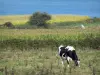 Cotentin coast - Caps road: Normandy cow in a meadow, fields and the Channel (sea); landscape of the Cotentin peninsula