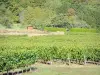 Côtes de Meuse vineyard