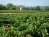 Côtes de Provence vineyards