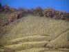 Côtes du Rhône vineyards