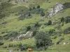 Couserans - Las vacas en pastos de montaña (pastos de montaña) en el Parque Natural Regional de los Pirineos de Ariège