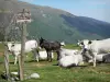 Couserans - Panel de Senderismo que indica la dirección del coronel Rose y Girantes pico, burros y vacas en un prado, y las montañas del Alto Couserans, en el Parque Natural Regional de los Pirineos de Ariège