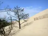 Duna de Pilat - Los árboles emergentes arena