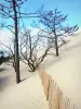 Düne Pilat - Bäume auftauchend aus dem Sand
