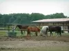 Equestrian sport - Riding (equestrian)school: horses, stable boxes and trees