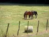 Equestrian sport - Horses in an enclosed meadow