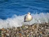 Étretat - Mouette (oiseau marin), galets de la plage, petite vague et mer (la Manche)