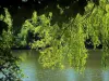 Floresta de Meudon - Árvores à beira de um lago